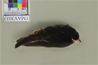 藏品(家燕)的圖片